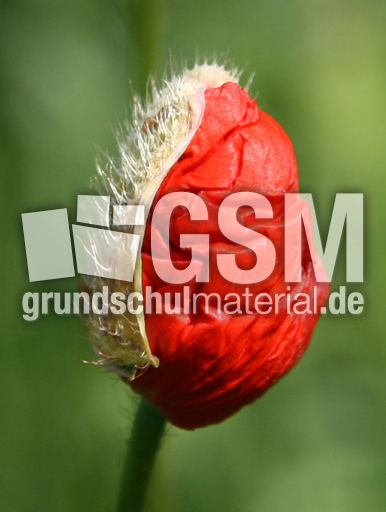 Klatschmohn-123.jpg